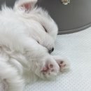 부천-중동-부천-037 이미지