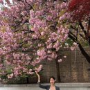 경희대학교 국제법무대학원 | 경희대학교 국제캠퍼스 겹벚꽃 만개4/18기준 🌸 | 포토스팟•개화 상태•주차정보•