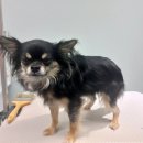 #the예쁘개 이미지