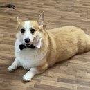 강아지홀릭 이미지