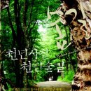 천년숲 이미지