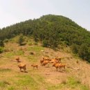 봉화산 한우농장 이미지