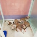 땡큐멍냥 이미지