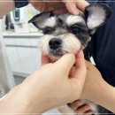 주안동물병원