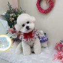 하리스펫 이미지