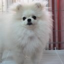 개바라기 이미지