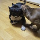 돼지두마리 이미지