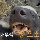 벌꿀오소리
