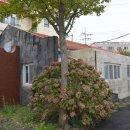 대정여자고등학교 이미지