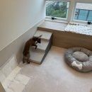 꼬모댕 프라이빗 애견호텔 이미지