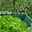 새순농장 Daum카페