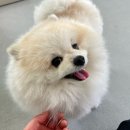수원반려견유치원 반려견호텔 오십케이 네이버블로그
