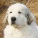 프라이드 켄넬 Daum카페