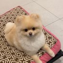 댕펫 | 강아지 미용, 포메 미용, 양주 애견미용실 댕펫 후기
