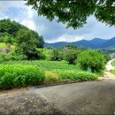 산내면 중황마을 이미지