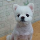 위드퍼피 애견미용실 이미지