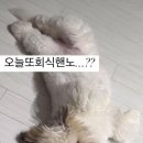 댕댕이