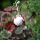 로단테(Rhodanthe) 이미지