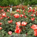 조선대학교 장미원 이미지