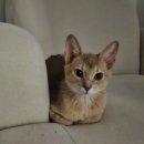 울산 강일웅고양이메디컬센터 이미지