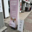 293사진관 | [안양사진관] 293사진관 반려견사진 촬영후기