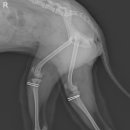 다나은동물병원 이미지