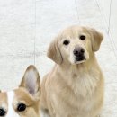 몽몽하개 이미지