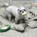 청주 반려동물 코지문 비문주얼리 제작 & 간식 | 모구상점