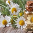 카모마일 차 효능 마시는법 확인하기 이미지