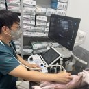 잘하는 동물메디컬센터 | 심장질환을 위한 울산 중산동 동물병원? 보호자님께 드리는, &#39;잘하는&#39;의 TIP