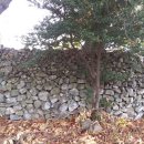 김용대농장 이미지