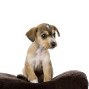 우성동물병원 이미지