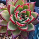 아스테리아 이미지