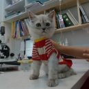 민트동물병원 이미지