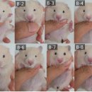 부산햄스터분양 행복햄 이미지