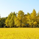 은행나무 이미지