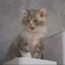 가습기 물 마시다가 샤워하는 아기고양이 이미지