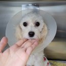 신세계동물병원 이미지