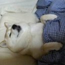 모아동물병원 이미지