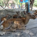 (주)평화여행사 이미지