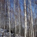 원대리 자작나무숲 이미지