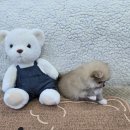 버디독 강아지분양 안심분양센터 시흥점 이미지