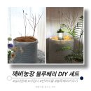 수지농장 | [리뷰:반려식물] 깨비농장 _ 집에서 베란다 블루베리 키우기 세트 후기