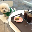 카페미밍코 | 광명 애견동반 카페 추천｜미밍코 롯데몰 광명점, 모찌가 너무 잘 놀았던 곳