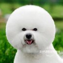 영애견 - 강서구 곰달래로 199 | 영애견
