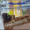 장수-8 | 🪲 시골에서 데려온 장수풍뎅이들… 짧지만 강렬했던 사육 후기(FEAT.사육방법 및 준비물)