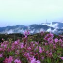 철쭉공원 이미지