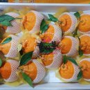 태경농장 | [공지] 한라봉,레드향 판매(나주 태경농원)🍊