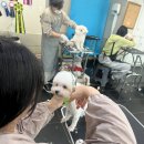 탑 애견 이미지