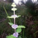 안심산길 이미지